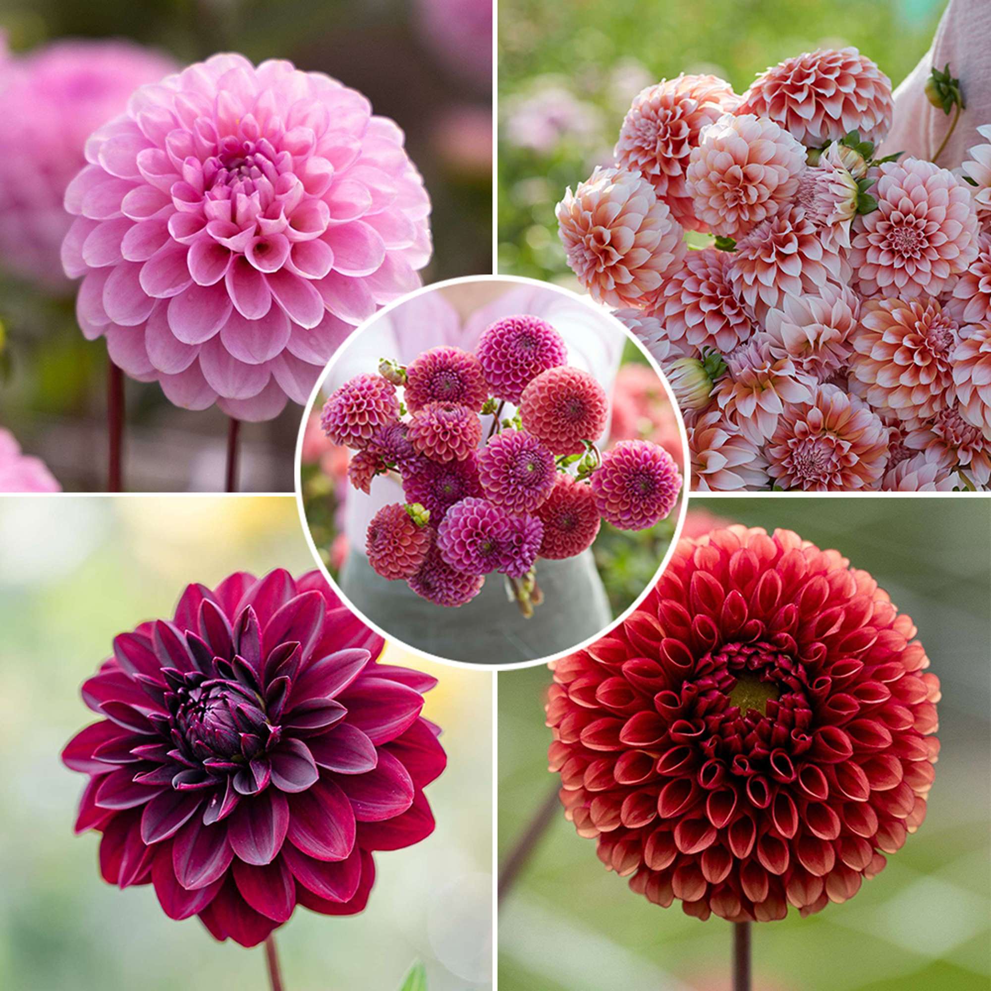 Dahliamix 'Cutflower Favorites'